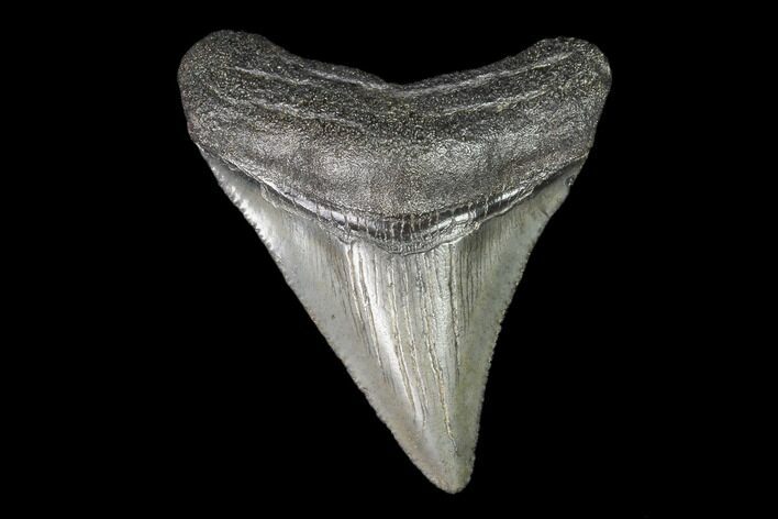 Juvenile Megalodon Tooth - Georgia #101355